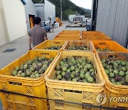 영동군 황간면 호두 수확 한창