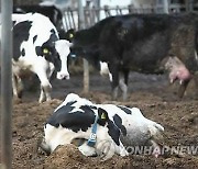 강화 젖소 농가서 중독성 질병 '보툴리즘' 발생..20여마리 폐사