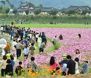 '장성 황룡강 가을꽃축제', 10월 8일 개막