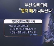 부산 해변가 '물 반 멸치 반'..때아닌 풍년에 "잡으러 가자"