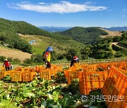 추석 전 '金배추', 지금은 '다이아배추' 됐다.. 작황부진에 가격 폭등