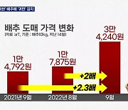 한 달 새 2배 뛴 배춧값..오뚜기 라면도 가격 인상