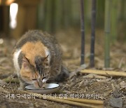 길고양이와 공존하다..울산시교육청, 고양이 유튜브 공개