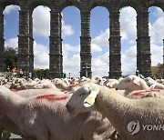 SPAIN HAY FESTIVAL