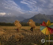 APTOPIX India Kashmir Agriculture