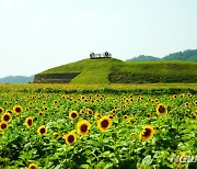 '가을빛 해바라기 물결'..연천 호로고루서 통일바라기 축제