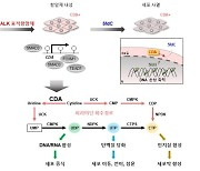 폐암 환자 항암제 내성 치료 실마리 국내 연구진이 밝혀내