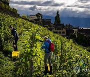 SWITZERLAND WINE VINTAGE