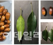 참나무류 도토리 껍질, 피부재생·상처치유 효과 탁월