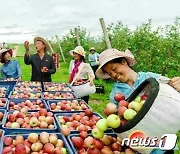 사과 수확 중인 북한 최대 과일산지 과일군 노동자들