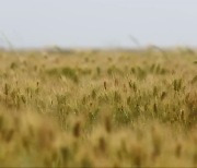 "쌀 시장격리 의무화"..양곡관리법 개정 놓고 대립