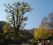 [고규홍의 큰 나무 이야기] 정삼품 벼슬 받은 천년 은행나무