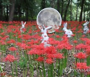 보령 성주산 자연휴양림에 활짝 핀 꽃무릇