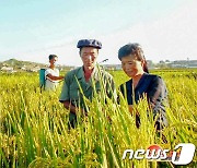 옥수수에서 쌀과 밀가루로..'먹거리 혁신' 추진하는 북한
