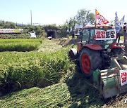 트랙터로 벼 갈아엎는 농민들, 정부는 쌀값 보장하라!