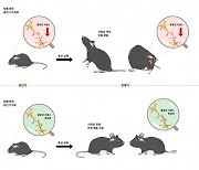 "조기진단·치료로 자폐증상 평생 완화 가능해"..쥐 실험으로 확인