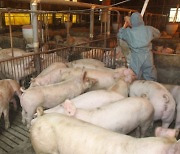 강원도, 돼지열병 확산 비상.. 춘천 양돈농장서 추가 발생