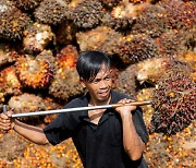 Indonesia trimming palm oil stocks with discounts, India sales