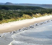 호주 해변에 좌초된 돌고래 230마리 '떼죽음 미스터리'..원인은?