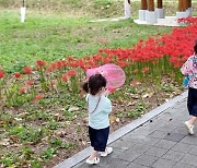 [픽! 의령] 국가문화자산 신포숲, 붉은 '꽃무릇' 절정