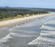 AUSTRALIA TASMANIA STRANDED WHALES