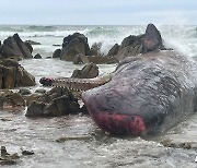 호주 태즈메이니아 해변서 거두고래 200마리 집단 폐사