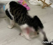 입양 고양이 다리 절단·실명 위기..흉기 학대 30대 집유