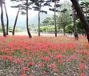 보령 성주산 자연휴양림에서 꽃무릇 보고 숲속 힐링!