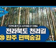 웅장한 숲, 피톤치드의 향연 '완주 편백숲길'[전라북도 천리길]