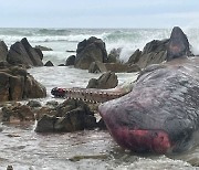 호주 태즈메이니아 해안서 거두고래 200여마리 폐사