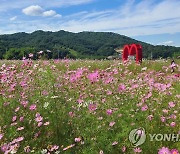 코스모스 만발한 원주 용수골 가을꽃 축제장