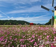 코스모스 만발한 원주 용수골 가을꽃 축제장