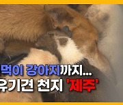 [자막뉴스] 입양되지 못한 유기견 50%는  안락사