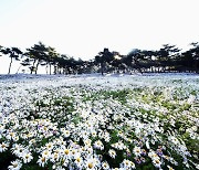 전북 1호 지방정원서 펼쳐지는 '정읍 구절초꽃축제' 29일 개막
