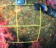 제주 해양레저관광 지구에서 천연기념물 연산호 발견