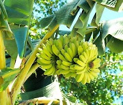 바나나 도매가 10% 급등..수입과일 가격도 고공행진