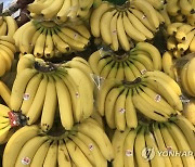 바나나 가격도 심상치 않다..도매가 한달새 10%↑
