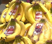 "바나나 너마저.." 수입과일 가격 급등..한달새 10%↑
