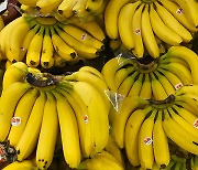 수입과일 가격도 오른다..바나나 도매가 한 달 새 10%↑