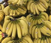 물가 고공행진에 바나나 도매가 한달새 10%↑