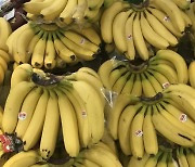 치솟는 수입 과일 가격..바나나 도매가 10% 급등