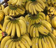 수입과일 가격도 상승..바나나 도매가 한달새 10% 올라