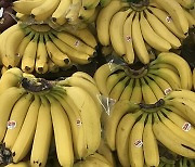 바나나 도매가 10%↑..치솟는 수입과일 가격