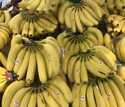 "바나나도 오른다"..수입과일 가격, 한 달 전보다 10% 상승