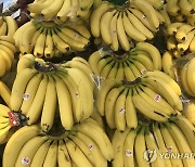 수입과일 가격도 오른다..바나나 도매가 한달새 10%↑