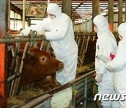 정읍시, 26일부터 소·돼지 등 우제류 구제역 백신접종