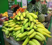 '바나나 너마저'.. 수입 과일값 1년새 20% '껑충'
