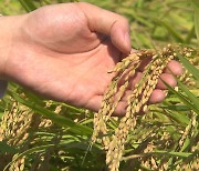 수확기 쌀 45만 톤 매입 "사상 최대"..양곡관리법 상정 두곤 날선 '공방'