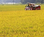 쌀 45만 톤 시장격리..수확기 역대 최대 물량