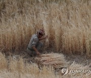 YEMEN AGRICULTURE HARVEST